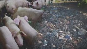 [단독] '땅으로 꺼졌나?' 통째로 사라진 돼지농장…4년 만에 이뤄진 처벌