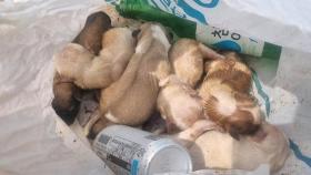 쓰레기와 뒤섞여 산 채로…비닐봉지에 버려진 강아지들