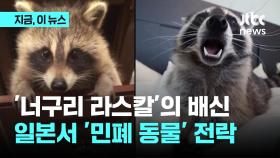 '너구리 라스칼'의 배신…일본서 '민폐' 동물 전락