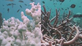 바닷물도 뜨끈, 죽어가는 산호초…일상이 된 이상기후