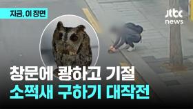 유리창에 쾅하고 기절...소쩍새 구조 대작전