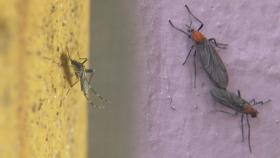 모기·러브버그 드글드글…이른 더위에 이미 '벌레와의 전쟁'