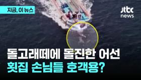 제주 돌고래 무리 향해 돌진한 낚싯배...'횟집' 호객용?