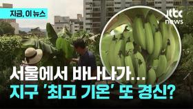 서울에서 바나나 열린다...지구 '최고 기온' 또 경신?
