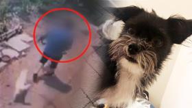 [단독] 반려견 몰래 매장한 이웃…'모르쇠' 잡아떼다 CCTV 들이미니