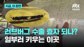 골칫덩이에서 수출효자되나?...러브버그 일부러 키우는 이곳