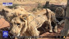 [이슈톡] '통조림 사냥용'으로 사육당하는 '사자'