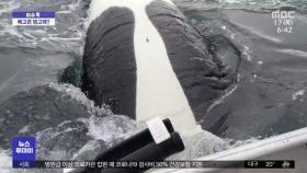 [이슈톡] 범고래가 요트 공격하는 사례 급증