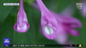 고운 자태 뽐내요…홍도는 지금 야생화 천지