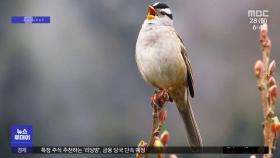 [이슈톡] 도시 조용해지자 부드러워진 새소리