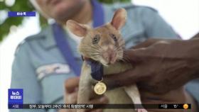 [이슈톡] 지뢰 찾아 사람 생명 구한 용감한 '쥐'