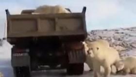 북극곰, 먹이 구하려 쓰레기 트럭에 '구걸'