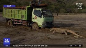 [이슈톡] 공사 트럭 막아선 코모도왕도마뱀