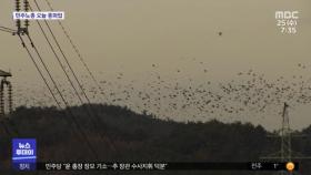 태화강변 떼까마귀…'불청객'에서 '귀한 손님'