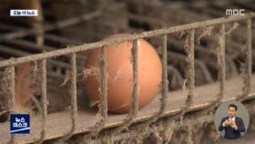 [오늘 이 뉴스] A4보다 좁은 닭장에서…'4번 달걀'의 비밀