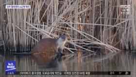 도심 한복판 수달 가족…