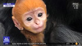 [이슈톡] 멸종 위기 원숭이 美동물원서 탄생