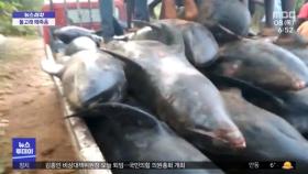 [뉴스터치] 가나 해변, 돌고래 80마리 떼죽음