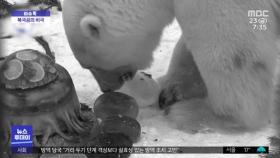 [이슈톡] 사람이 던진 고무공…꿀꺽 삼킨 북극곰