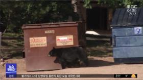 [이 시각 세계] 미국, 사살된 곰 뱃속에서 여성 시신 일부 발견