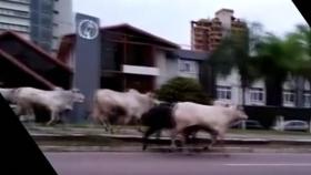 [World Now_영상] 볼리비아, 난데없는 '소떼 체포 대작전'…어디서 온 거지?