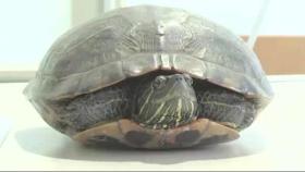[World Now_영상] 거북이를 구출하라! 일본 비행기 5대 멈춰세운 거북이