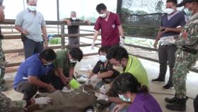 [World Now_영상] 덫에서 구조된 생후 3개월 아기 코끼리‥다리엔 총알 10개