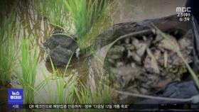 불은 꺼졌지만…물고기 떼죽음에 곳곳 잿덩어리