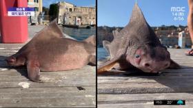 [이슈톡] 이탈리아서 돼지 얼굴 닮은 상어 발견