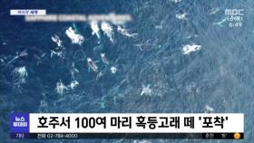 [이 시각 세계] 호주서 100여 마리 흑등고래 떼 '포착'