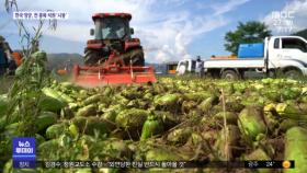 코로나19에 농산물 가격 '뚝'…농민 스스로 폐기