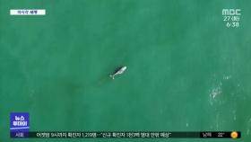 [이 시각 세계] 상반기에만 혹등고래 사체 48구 발견