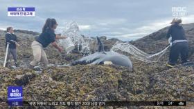 [이슈톡] 알래스카 해안, 바위에 낀 범고래 구조작전