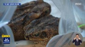 독두꺼비·아나콘다·악어까지…생태계 파괴종 불법 반입