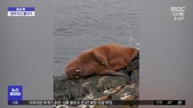 [이슈톡] 빙하서 깜빡 졸다가…스페인까지 간 '바다코끼리'