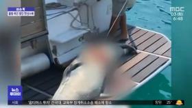 [이슈톡] 그리스 섬 마스코트 물범, 작살에 찔려 죽은 채 발견