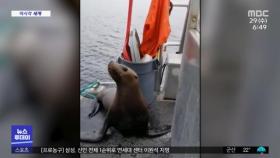 [이 시각 세계] 범고래 공격받는 바다사자 쫓아낸 영상 '논란'