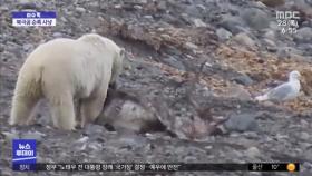 [이슈톡] 기후변화로 먹이 부족‥노르웨이서 북극곰의 순록 사냥 첫 포착