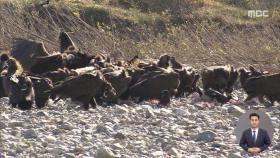 몽골에서 날아온 멸종위기종 '독수리'‥배고픈 겨울나기