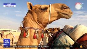[이슈톡] 상금만 수십억 원‥ 중동서 낙타 미모 경연 대회