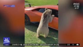 [이슈톡] 4억 짜리 람보르기니 문짝 뽑은 곰