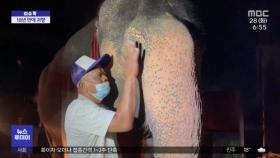 [이슈톡] 태국 '할머니 코끼리' 18년 만에 고향으로