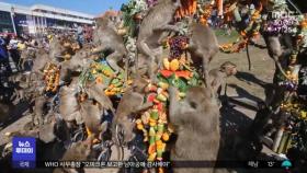 [이슈톡] 과일·채소가 정성껏‥2년 만에 열린 태국 원숭이 축제