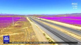 [이슈톡] 칠레 아타카마 사막에 분홍빛 꽃물결