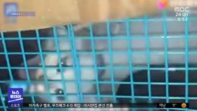 [이슈톡] 중국, 개·고양이 '랜덤 박스' 무더기 발견