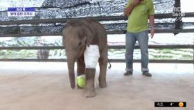 [이슈톡] 덫에 걸린 생후 3개월 코끼리 극적 구조