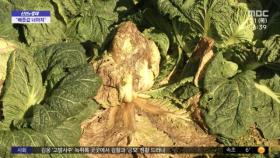 [신선한 경제] 김장철, 배춧값 심상찮네‥ '배추 무름병' 비상