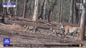 [이슈톡] '슈퍼맘' 인도호랑이, 새끼 25마리 남기고 죽어