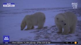 [이슈톡] 먹이 준 은인 찾아‥600km 걸어온 북극곰 형제