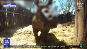 [이슈톡] 산 채로 뿔 짤린 코뿔소..6년 만에 야생 방생 예정